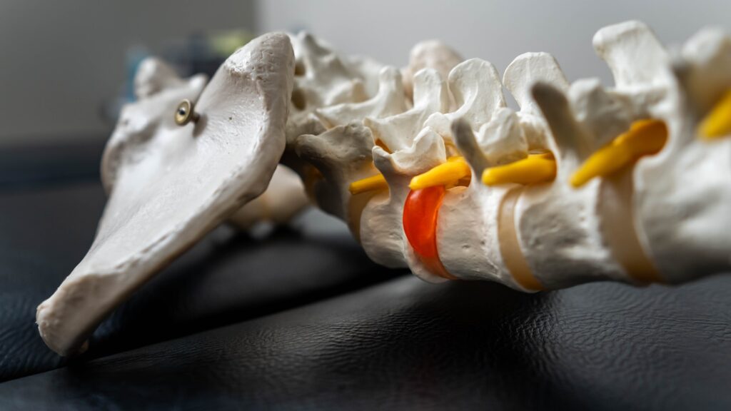 Spine model close-up